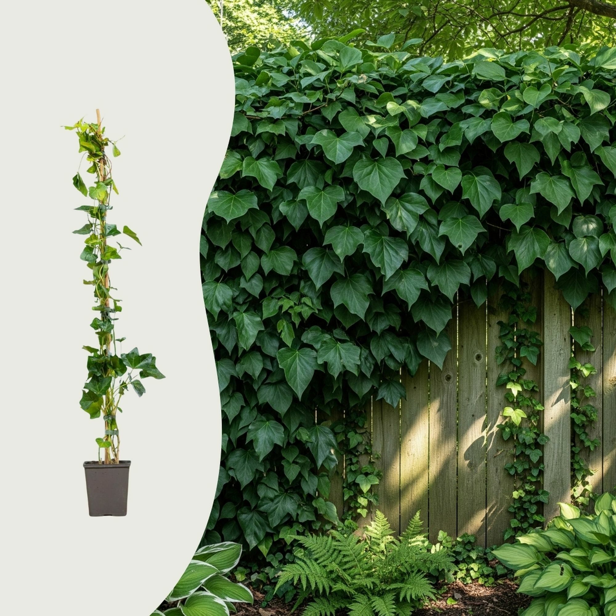 Kan jag bli av med murgröna som marktäckare genom att planten?