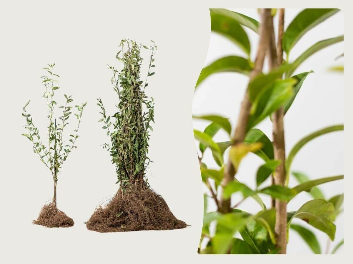 Plantera barrotsväxter: vilka är fördelarna och hur gör Ni? image