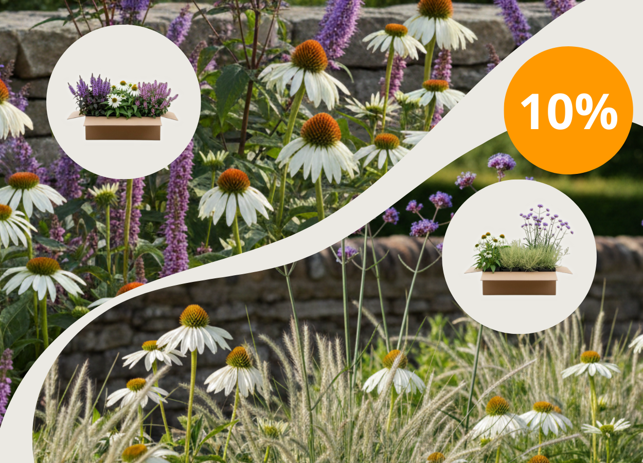 10 % på alla perenna rabattpaket med koden: RABATTPAKET10