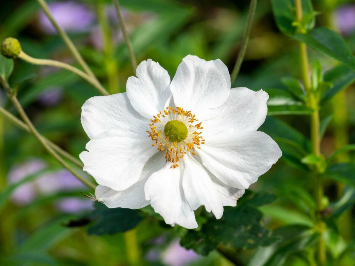 Topp 5 senblommande växter för en färgrik trädgård ända in på hösten image