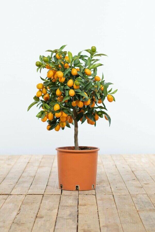 Kumquat träd