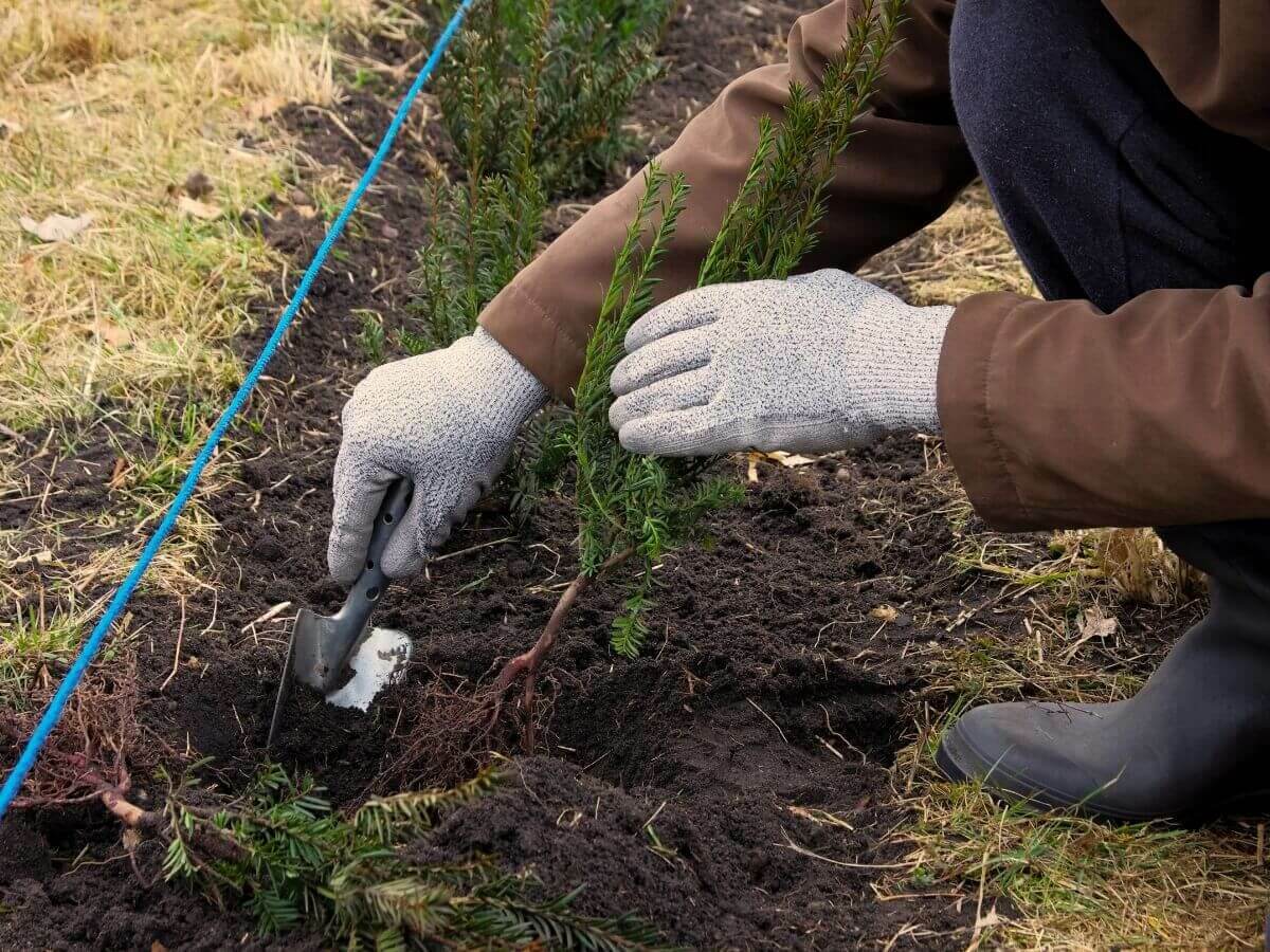 Steg-för-steg-plan för plantering av häckväxter