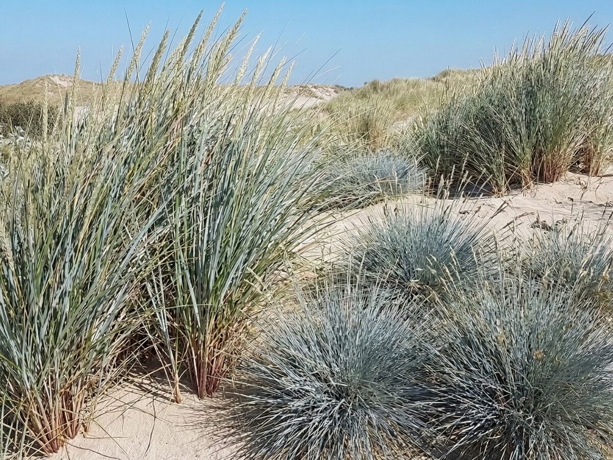 Så skapar du en maritim trädgård image