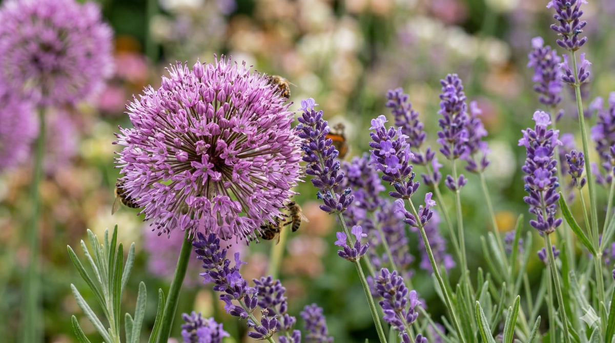 Topp 5 lila perenner image