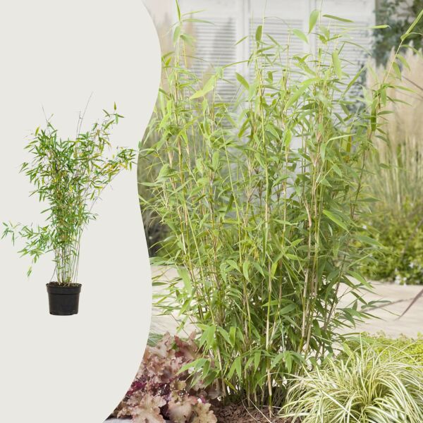 Bergbambu 'Jumbo'