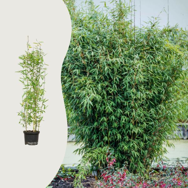 Bambu