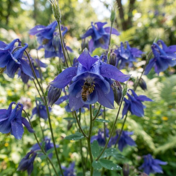 Blåblommande kantväxter