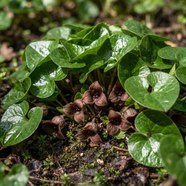 Brunblommande perenner