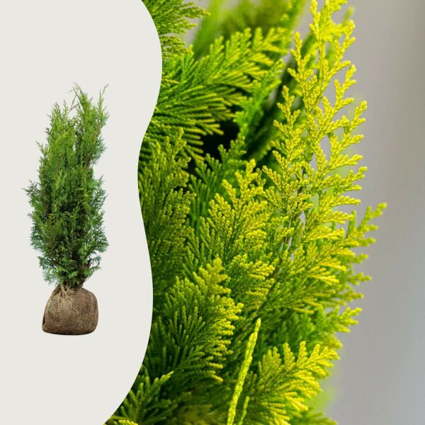 Ädelcypress 'Ivonne'