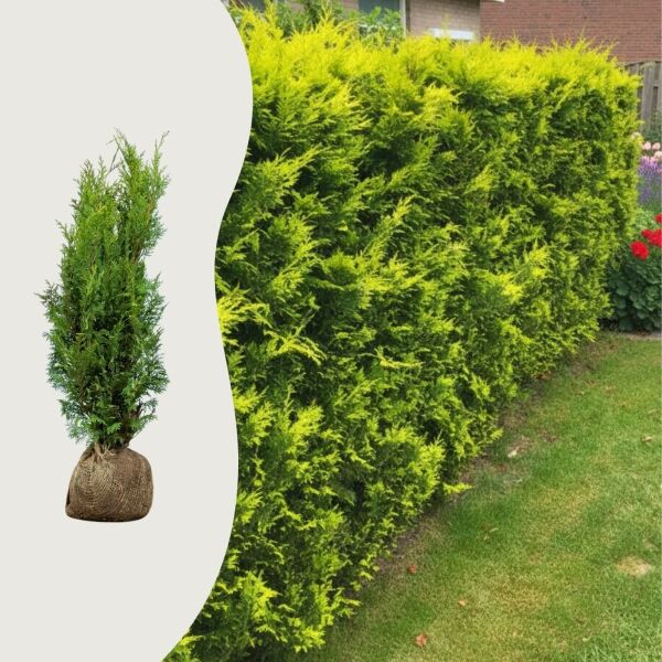 Ädelcypress 'Ivonne'