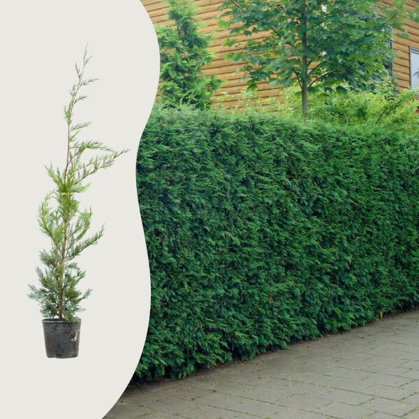 Leyland Cypress