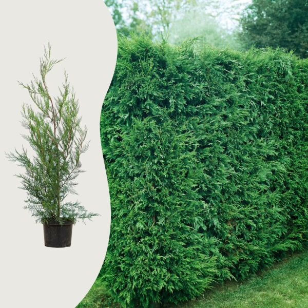 Leylandii '2001'