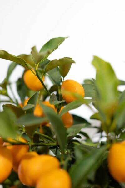 Kumquat träd