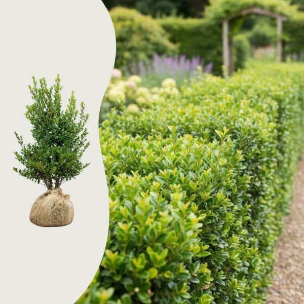 Salix Heijnen Vaxter Salix Heijnen Vaxter