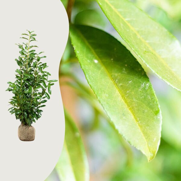 Lagerhägg 'Genolia'