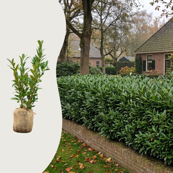 Lagerhägg 'Otto Luyken'