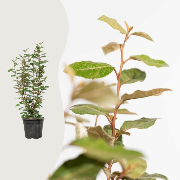 Elaeagnus