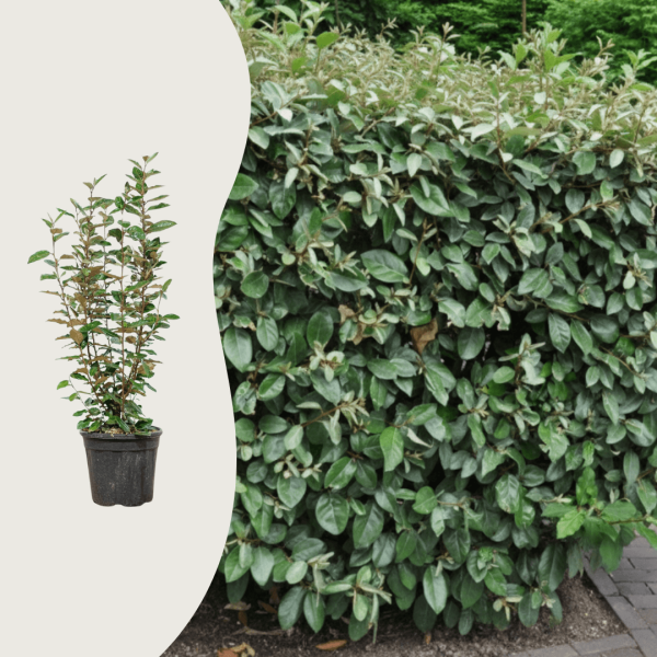 Elaeagnus