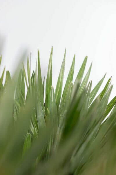 Chamaerops humilis 'Vulcano'