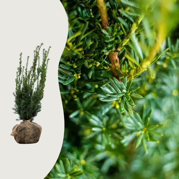 Taxus media 'Hillii' (Hybrididegran ‘Hilii’)