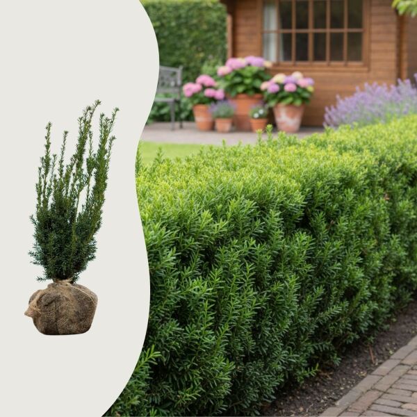 Taxus media 'Hillii' (Hybrididegran ‘Hilii’)