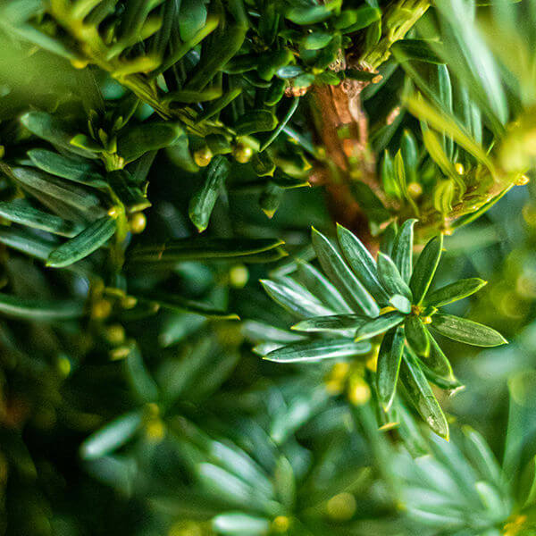 Taxus media 'Hillii' (Hybrididegran ‘Hilii’)