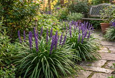 Liriope muscari