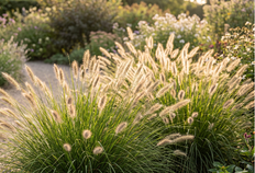 Pennisetum alopecuroides