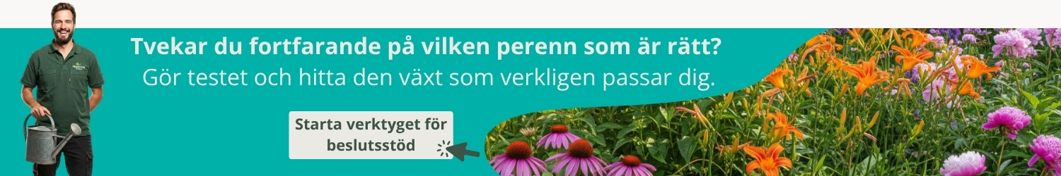 Starta beslutsstöd