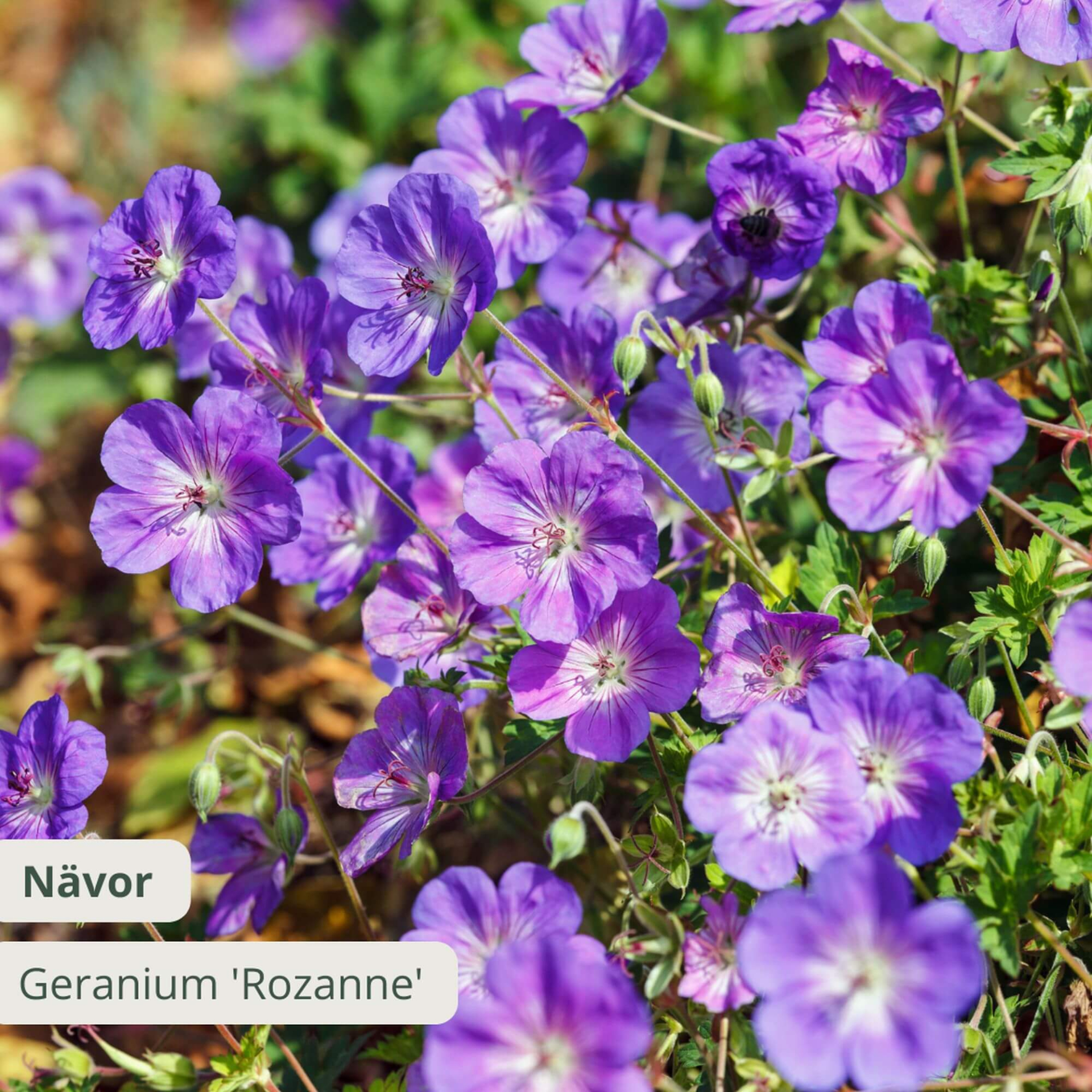Geranium